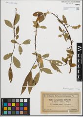 Foto von Salix fragilis L. x Salix pentandra L.